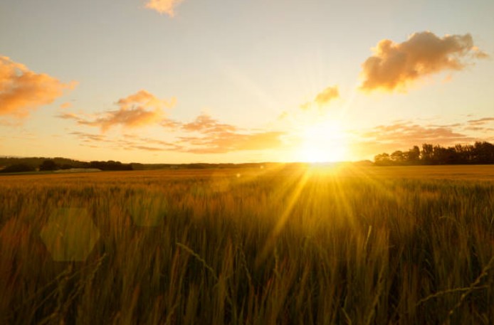 Golden sunrise over an open field